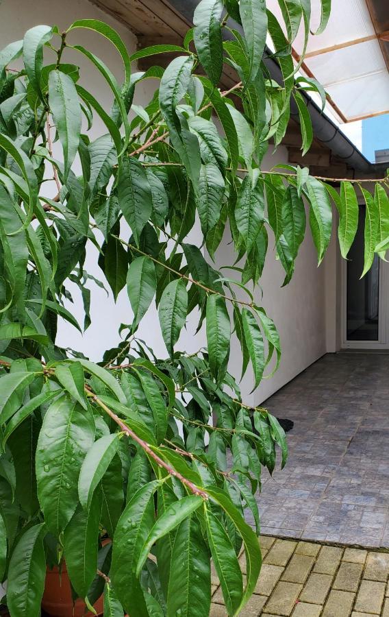 Apartman Stary Liskovec Apartment Brno Luaran gambar